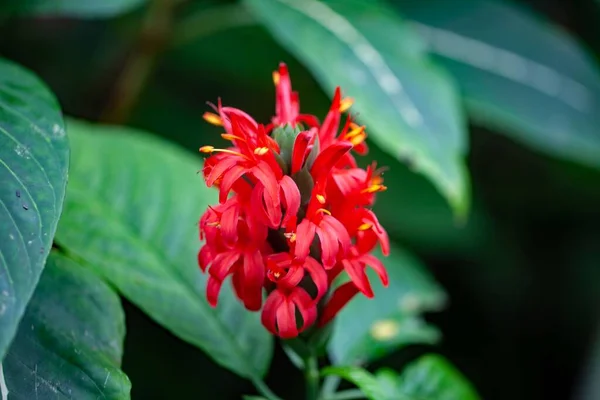 Flor Uma Planta Guarda Cardinalícia Pachystachys Coccinea — Fotografia de Stock