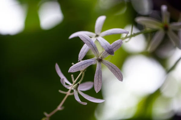 Flores Lija Petrea Volubilis — Foto de Stock