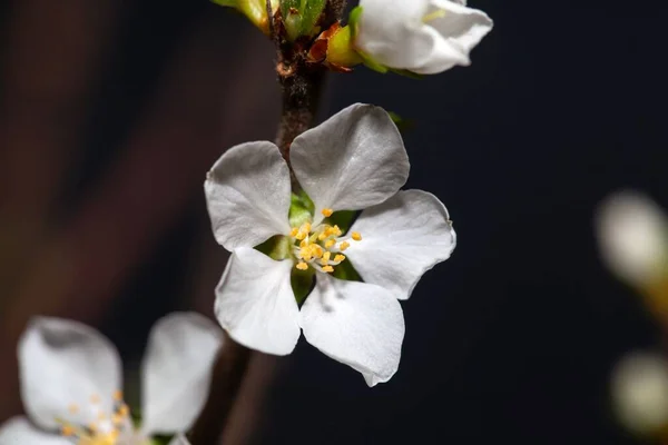 Macro Foto Uma Flor Uma Cerejeira Fuji Prunus Incisa — Fotografia de Stock