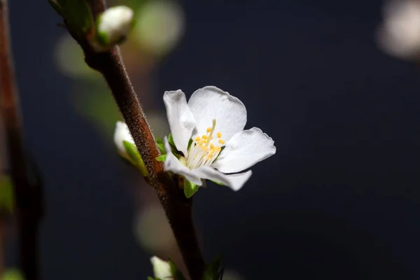 Фото Цветка Вишни Фудзи Prunus Incisa — стоковое фото