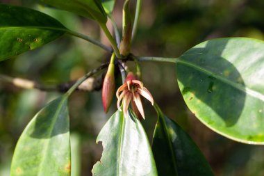 Doğu mangrov ağacının çiçeği, Bruguiera gymnorhiza