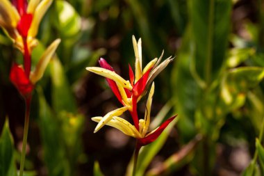 Bir papağan çiçeğinin çiçeği, Heliconia psittacorum