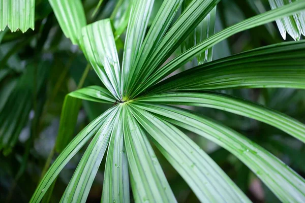 Feuille Palmier Ventilateur Mangrove Licuala Spinosa — Photo