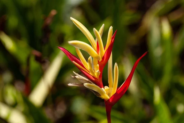 Flor Una Planta Flores Periquito Heliconia Psittacorum — Foto de Stock