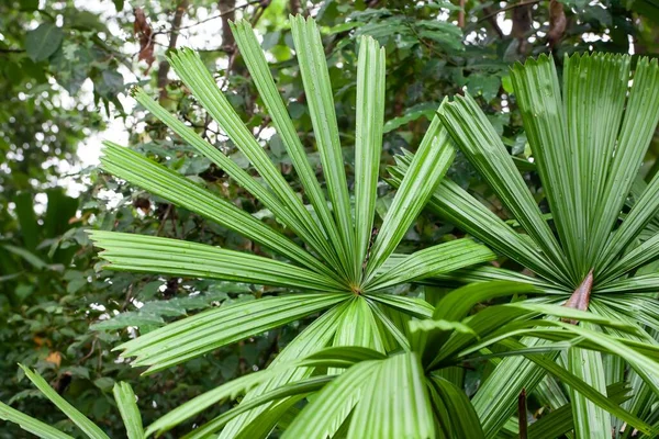 Bir Mangrov Fanı Palmiyesi Licuala Spinosa — Stok fotoğraf
