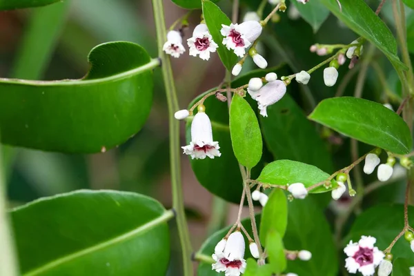 スカンビン植物の花 パエデリア フェティダ — ストック写真