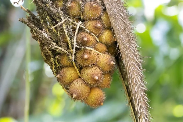 Coquillo Palmiyesinin Meyveleri Astrocaryum Alatum — Stok fotoğraf