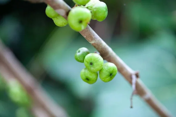 Frutos Uma Figueira Vapor Amarela Ficus Fistulosa — Fotografia de Stock