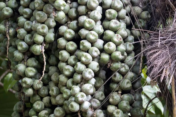 Frutas Uma Palma Açúcar Arenga Pinnata — Fotografia de Stock