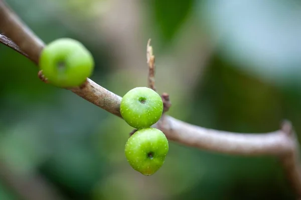 Frutti Fico Giallo Vapore Ficus Fistulosa — Foto Stock