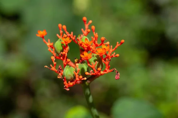 痛風植物ジャトロファ ポダゴリツァの花と果実 — ストック写真