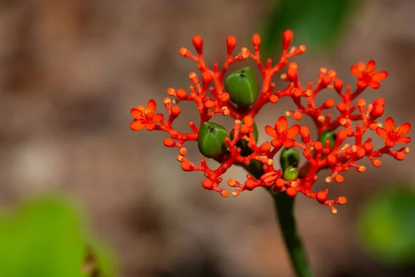 痛風植物ジャトロファ ポダゴリツァの花と果実 — ストック写真