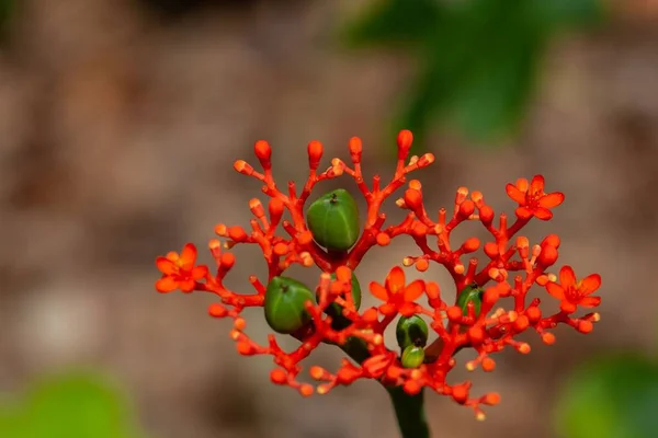 Kwiaty Owoce Dny Moczanowej Rośliny Jatropha Podagrica — Zdjęcie stockowe