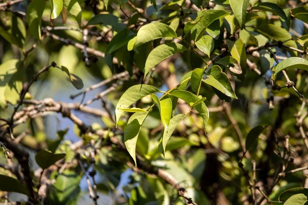 Hojas Árbol Alcanfor Cinnamomum Camphora —  Fotos de Stock