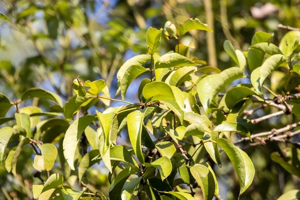 Hojas Árbol Alcanfor Cinnamomum Camphora — Foto de Stock