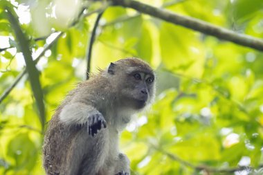 Yengeç yiyen bir makak, Macaca fascicularis, bir ağaçta.. 