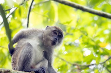 Yengeç yiyen bir makak, Macaca fascicularis, bir ağaçta.. 