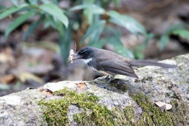 Malezyalı bir fantail, Rhipidura javanica, dalında bir av olan