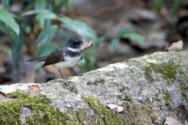 Malezyalı bir fantail, Rhipidura javanica, dalında bir av olan