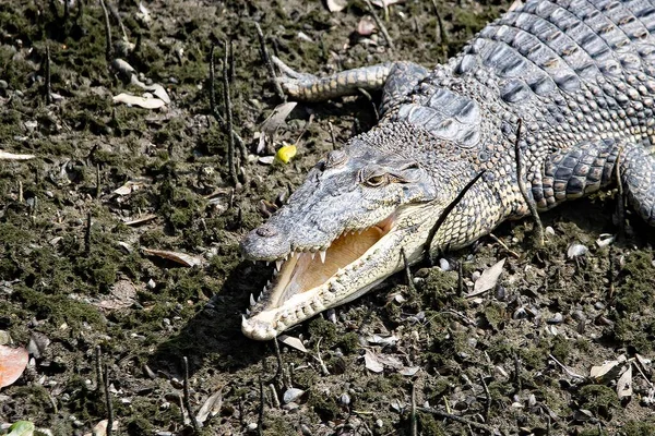 Crocodilo Água Salgada Crocodylus Porosus Num Mangue Lamacento — Fotografia de Stock