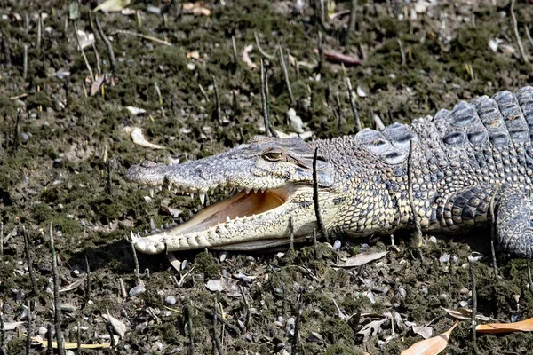Saltvattenkrokodil Crocodylus Porosus Mangroveträsk — Stockfoto