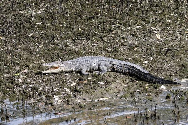Een Zoutwater Krokodil Crocodylus Porosus Een Mangrove Wad — Stockfoto