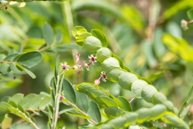 Tropik bir yaprak çiçeğinin çiçekleri ve yaprakları, Phyllanthus pulcher