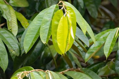 Malay kafur ağacının yaprakları, Dryobalanops aromatica