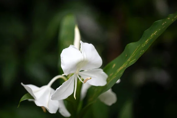 stock image Flowers of a white ginger lily, Hedychium coronarium