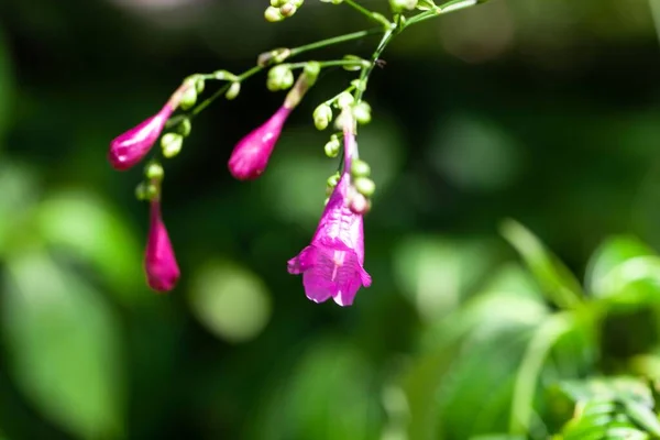Assam Indigó Növény Virága Strobilanthes Cusia — Stock Fotó