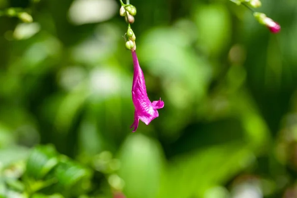 stock image Flower of an Assam indigo plant, Strobilanthes cusia