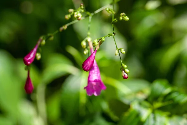 Flower of an Assam indigo plant, Strobilanthes cusia