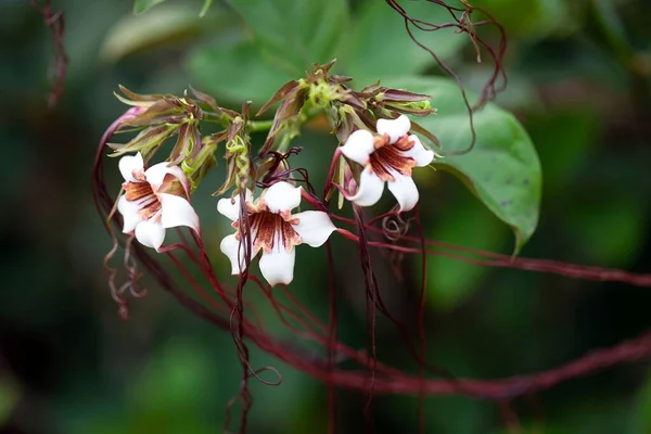 Blomster Preuss Strophantusplante Strophantus Preussii – stockfoto