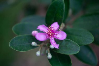 Gül çalı çiçekleri, Rhodomyrtus tomentosa