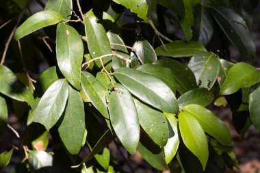 Güneydoğu Asya 'dan Vatica pauciflora, ağaç türünün yaprakları. 