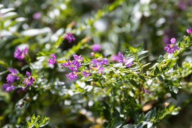Sahte çalıların çiçekleri, Cuphea hyssopifolia