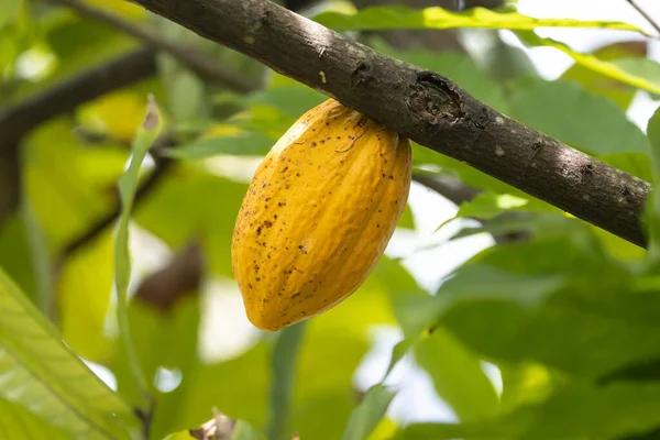 stock image Cacao bean on the tree, Theobroma cacao