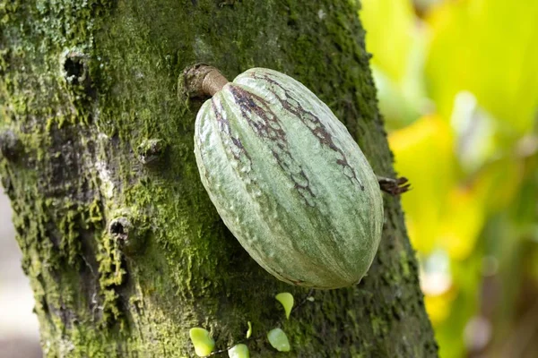 Cacao bean on the tree, Theobroma cacao