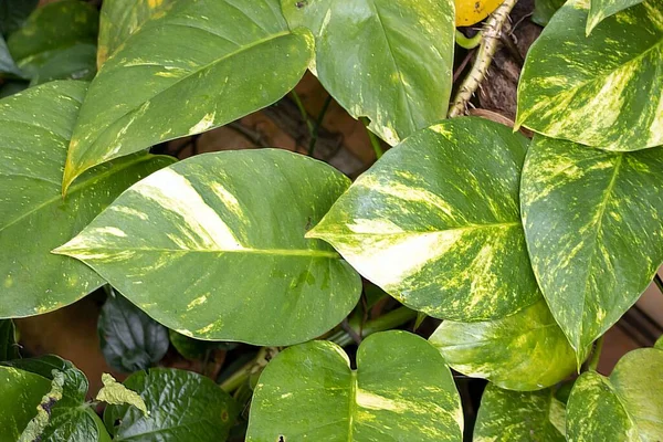 熱帯雨林の中にあるお金のある植物 エピプレミアム オーレウムの葉 — ストック写真