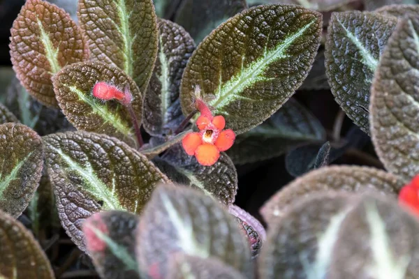 stock image Flower of a flame violet, Episcia cupreata