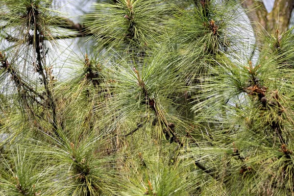 Khasi Fenyőtűk Pinus Kesiya — Stock Fotó