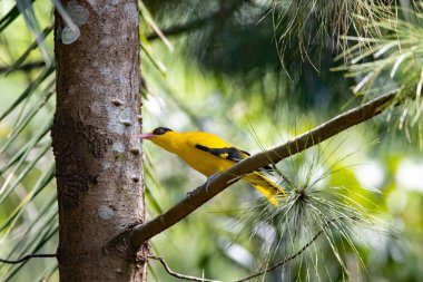 Siyah peçeteli oriol, Oriolus çingenesi, bir ağaçta.. 
