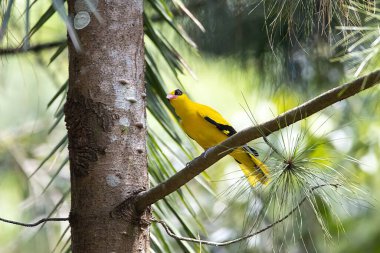 Siyah peçeteli oriol, Oriolus çingenesi, bir ağaçta.. 