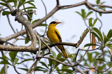 Siyah peçeteli oriol, Oriolus çingenesi, bir ağaçta.. 