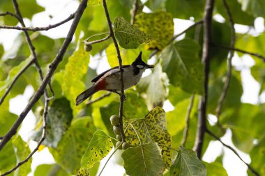 Kırmızı bıyıklı bir bulbul, Pycnonotus jocosus, bir ağaçta. 