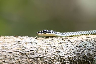 Uçan altın bir yılanın portresi, Chrysopelea ornata, bir dalın üzerinde. 
