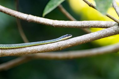 Uçan altın bir yılanın portresi, Chrysopelea ornata, bir dalın üzerinde. 