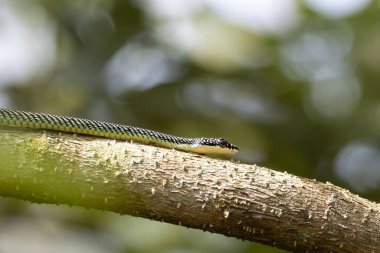 Uçan altın bir yılanın portresi, Chrysopelea ornata, bir dalın üzerinde. 