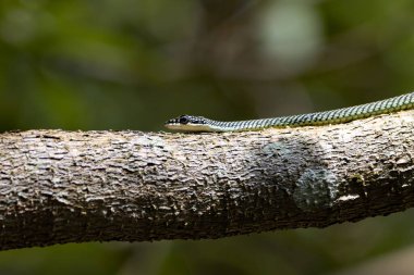 Uçan altın bir yılanın portresi, Chrysopelea ornata, bir dalın üzerinde. 