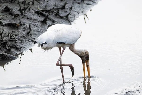 一只乳白色的鹤 迷迭香 在泥滩上觅食 — 图库照片